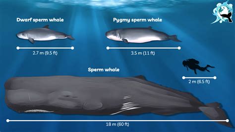 pygmy sperm whale size